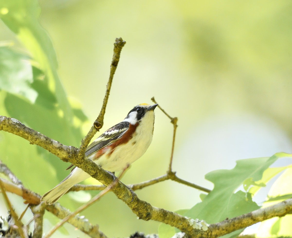 Chestnut-sided Warbler - Jaime Thomas