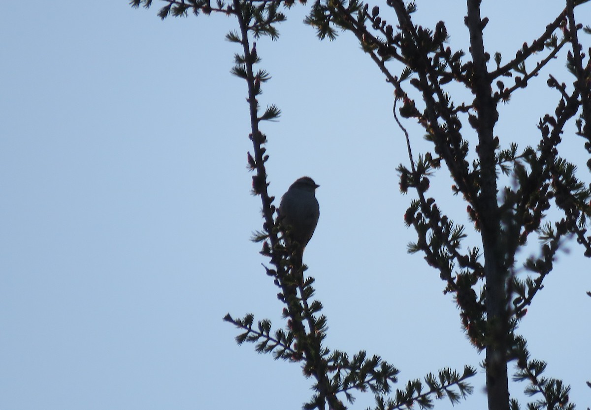 Chipping Sparrow - Sheila Hale