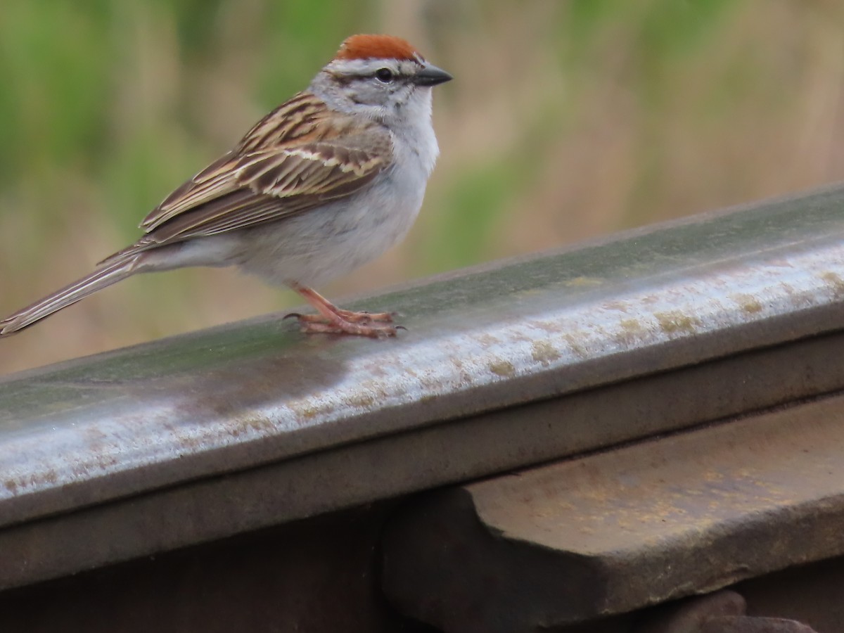 Chipping Sparrow - claude charest