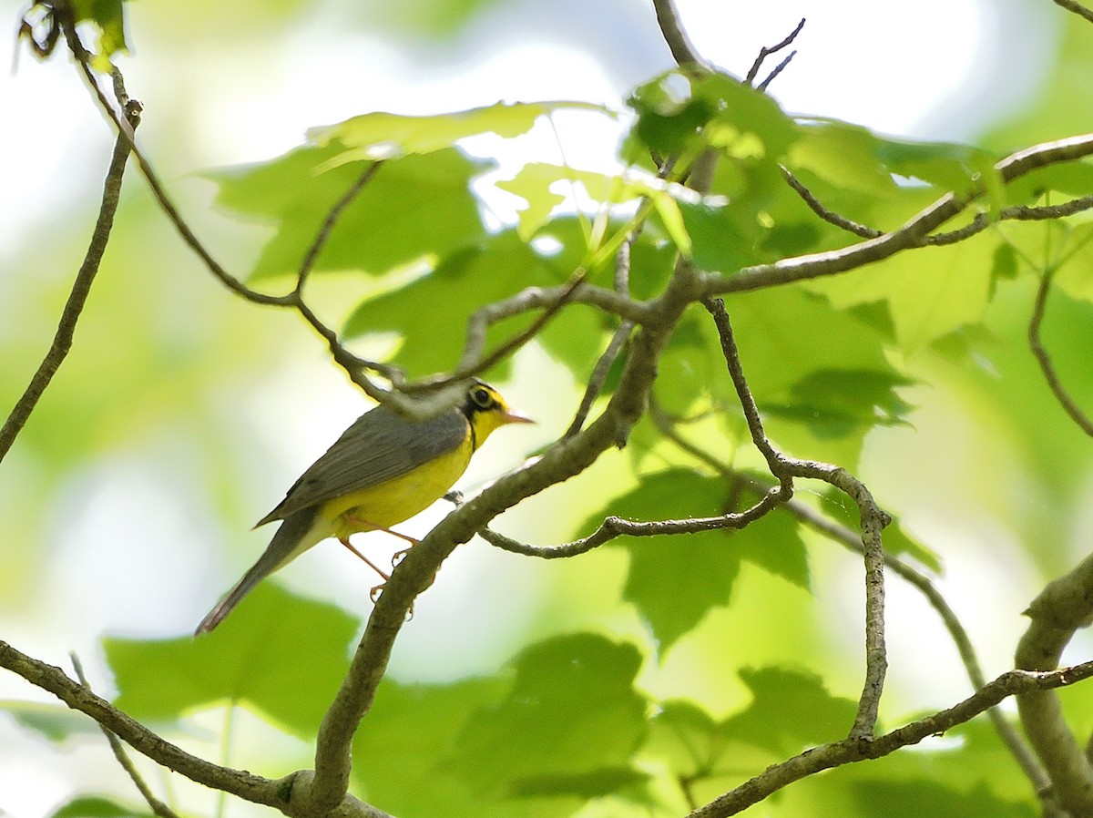 Canada Warbler - Jaime Thomas