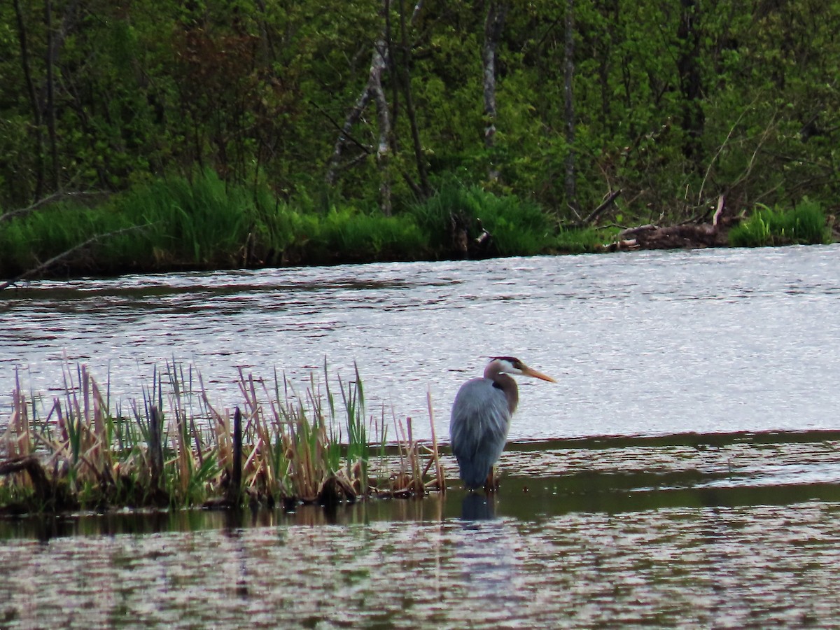 Great Blue Heron - Bethsheila Kent