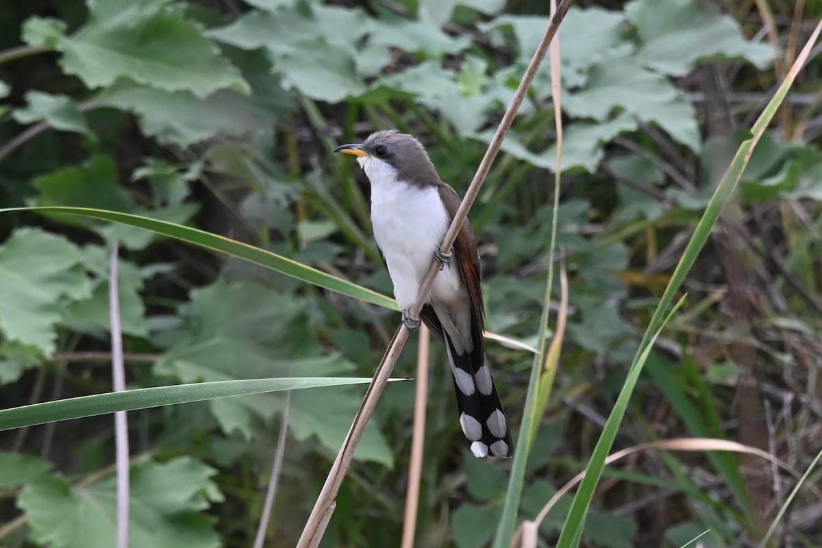 Yellow-billed Cuckoo - ML619597927