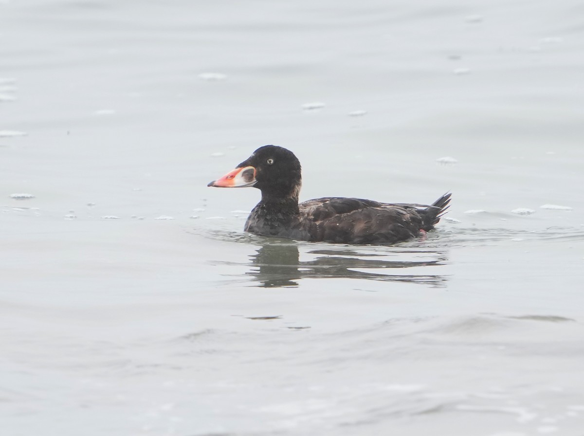 Surf Scoter - Pete Sole