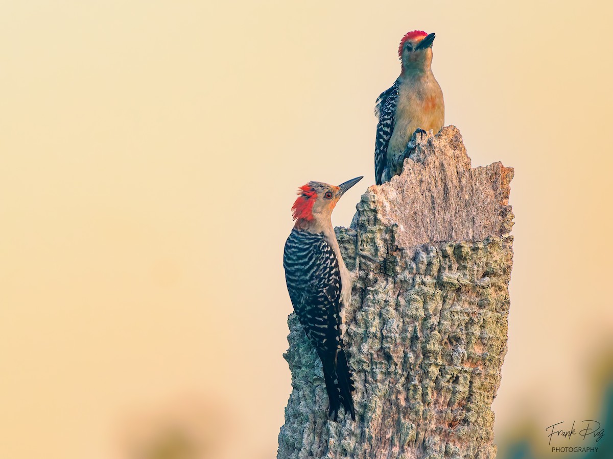 Red-bellied Woodpecker - Frank Diaz