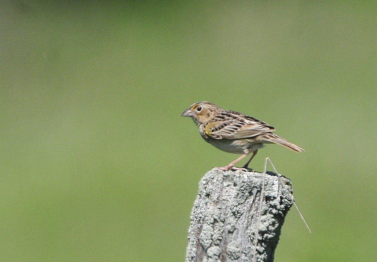 Chingolo Saltamontes - ML619597932