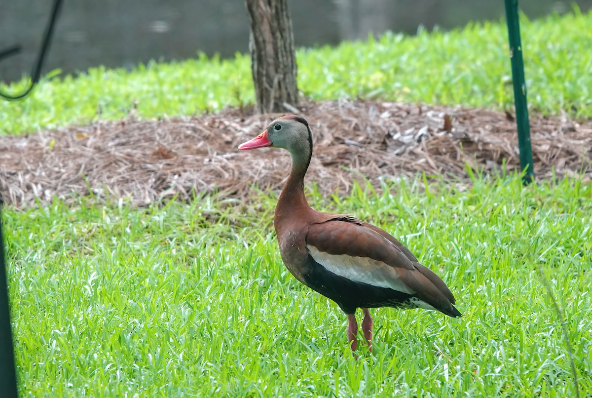 Black-bellied Whistling-Duck - Pam Vercellone-Smith
