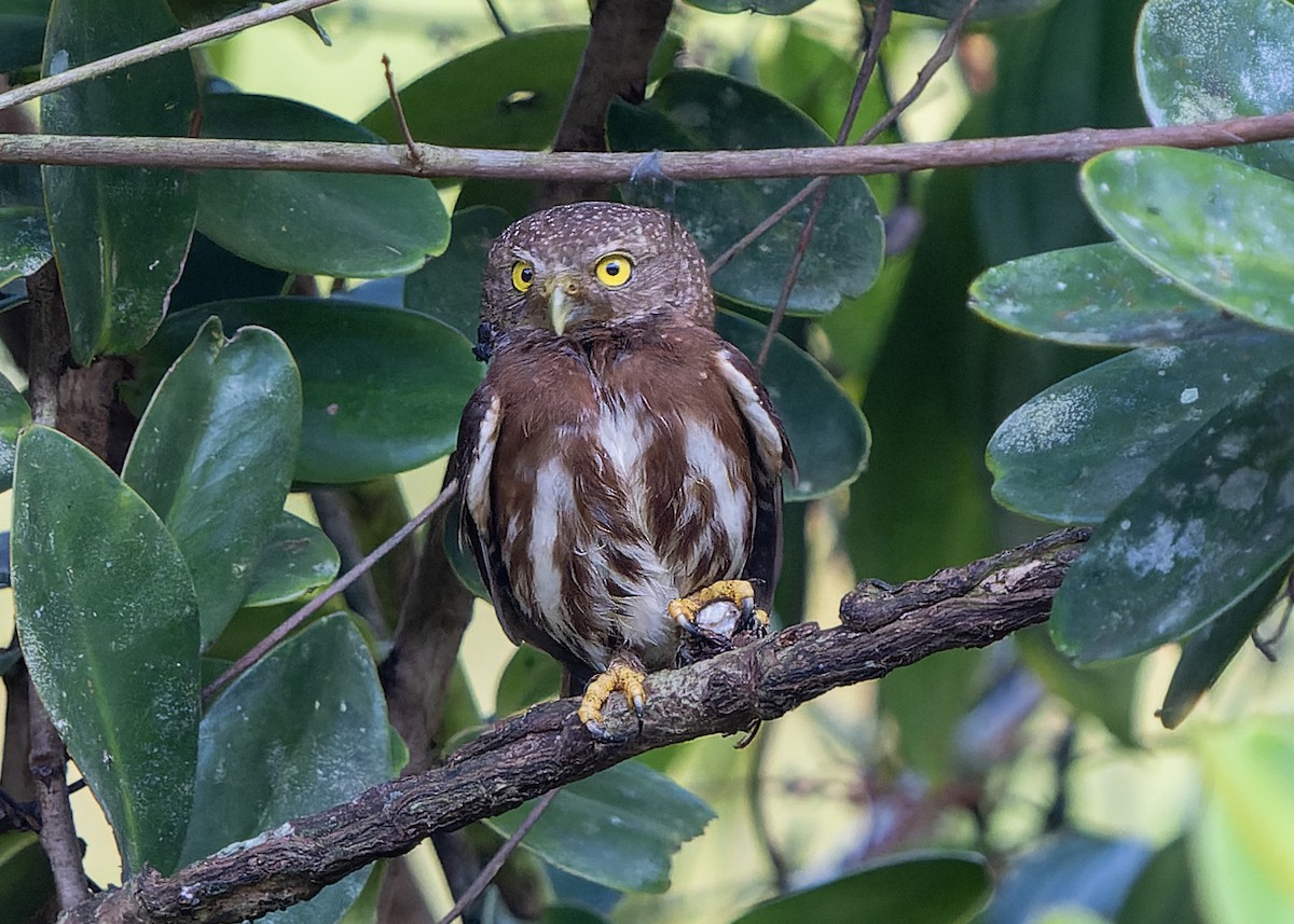 Central American Pygmy-Owl - Guillermo  Saborío Vega