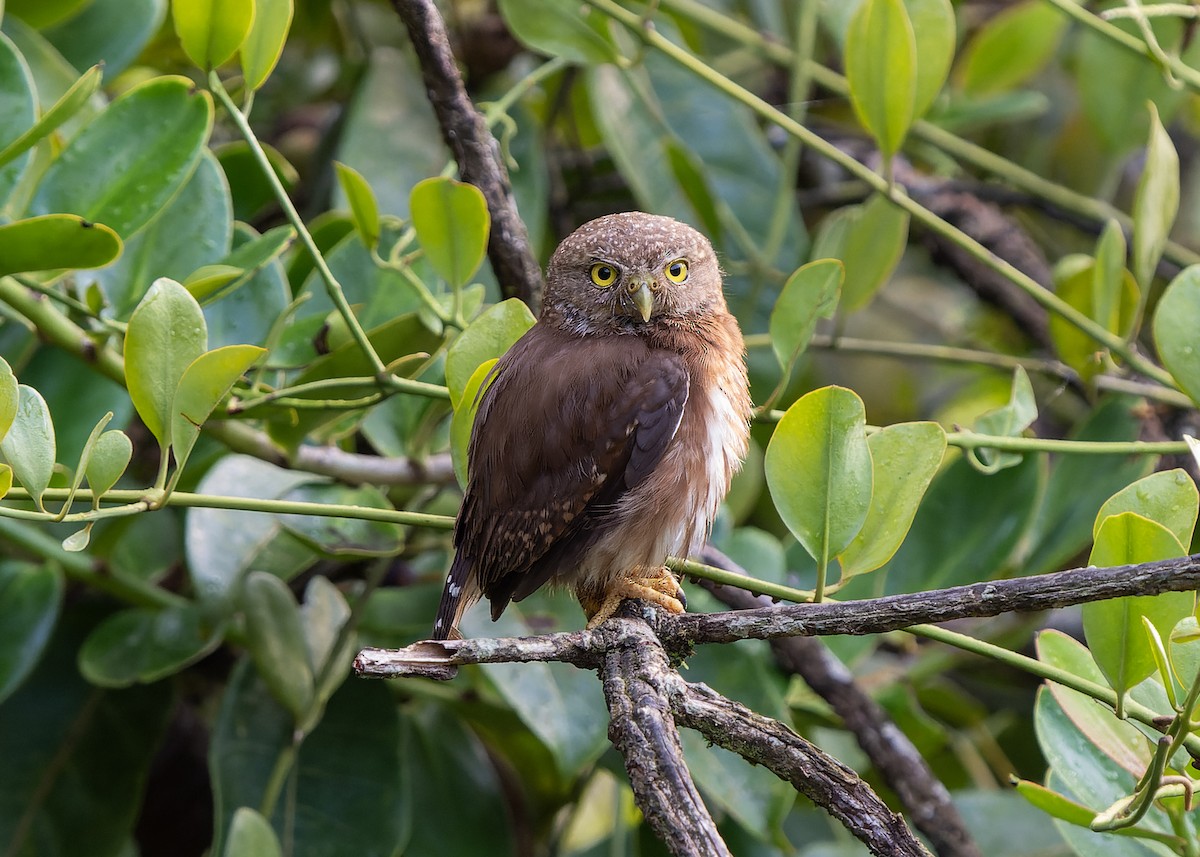 Central American Pygmy-Owl - Guillermo  Saborío Vega
