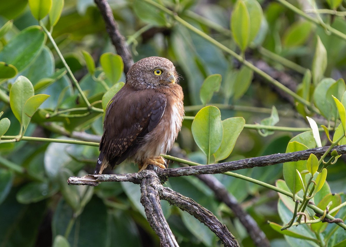 Central American Pygmy-Owl - Guillermo  Saborío Vega