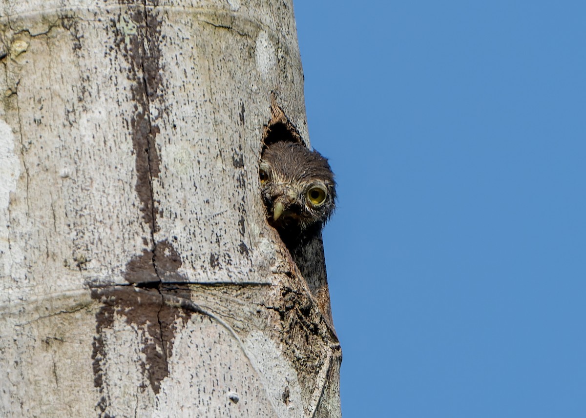 Central American Pygmy-Owl - Guillermo  Saborío Vega