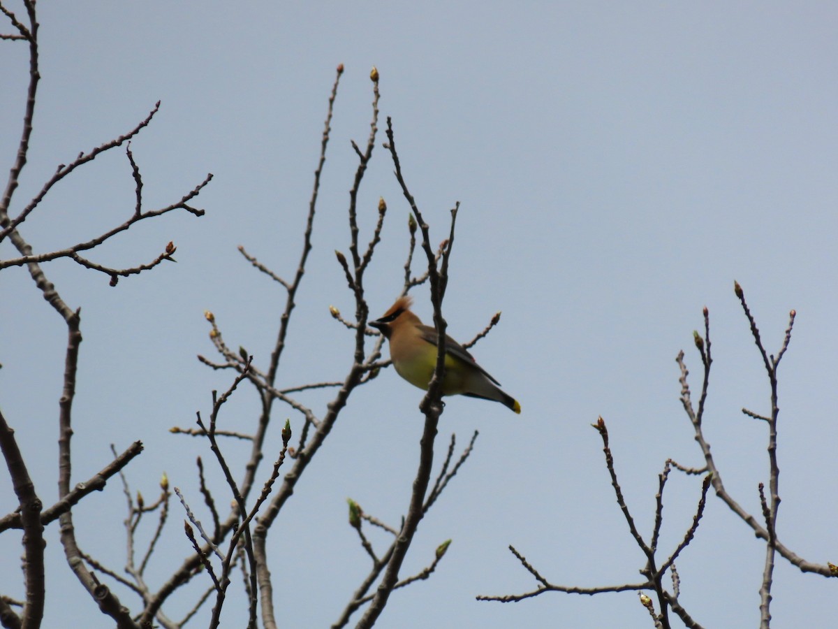 Cedar Waxwing - Bethsheila Kent