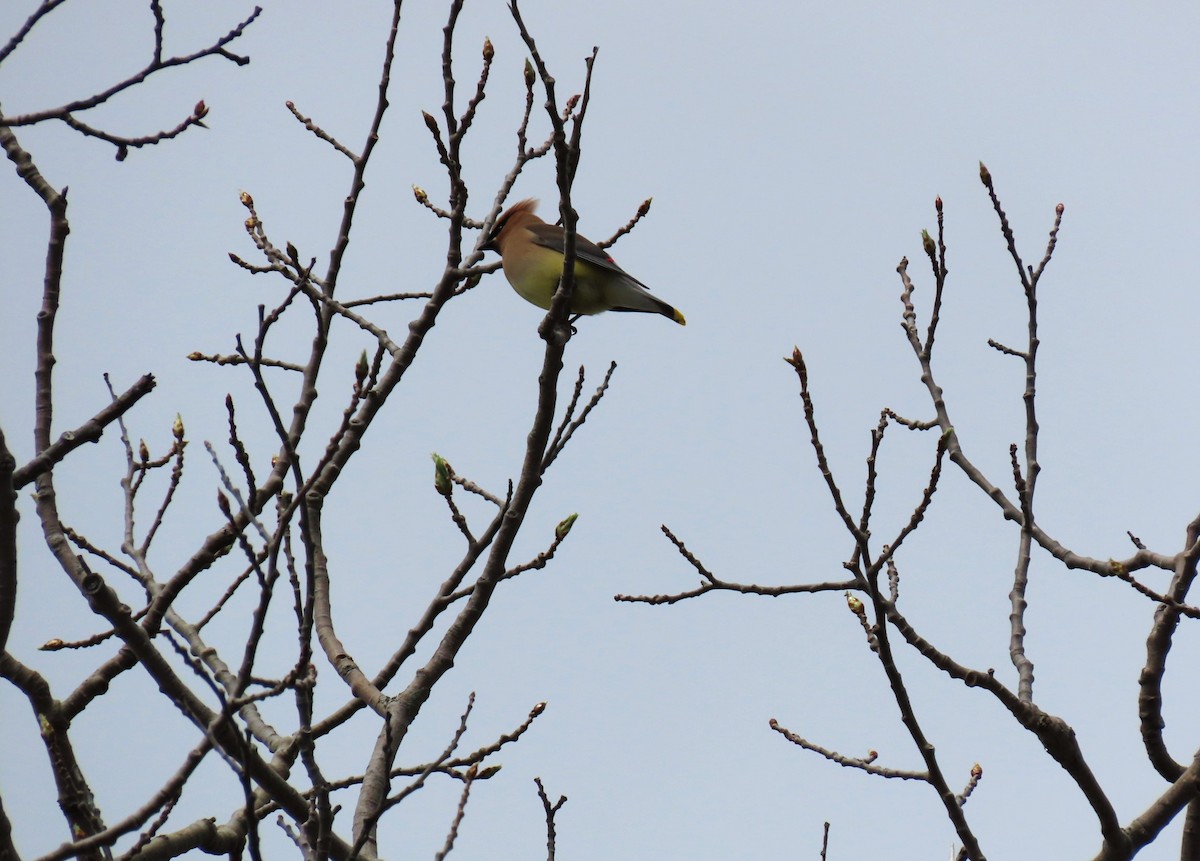 Cedar Waxwing - Bethsheila Kent