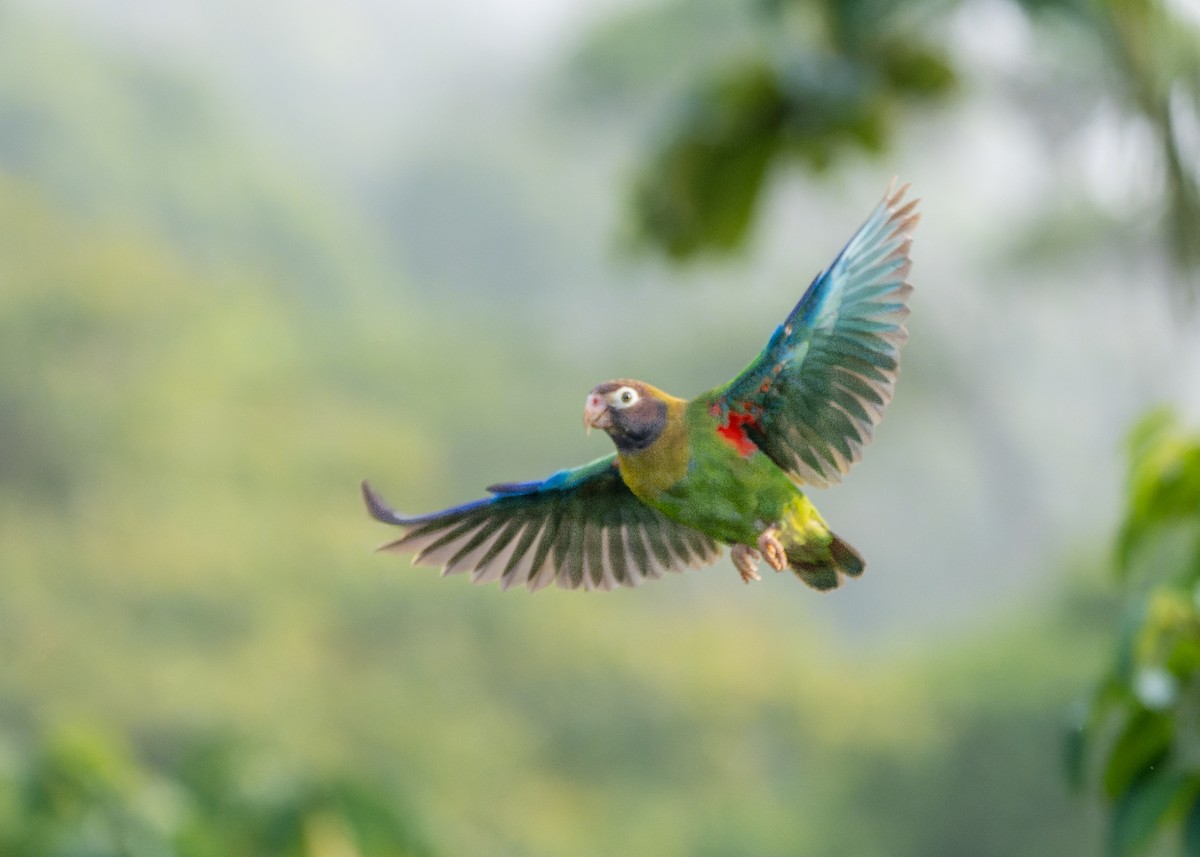 Brown-hooded Parrot - Guillermo  Saborío Vega