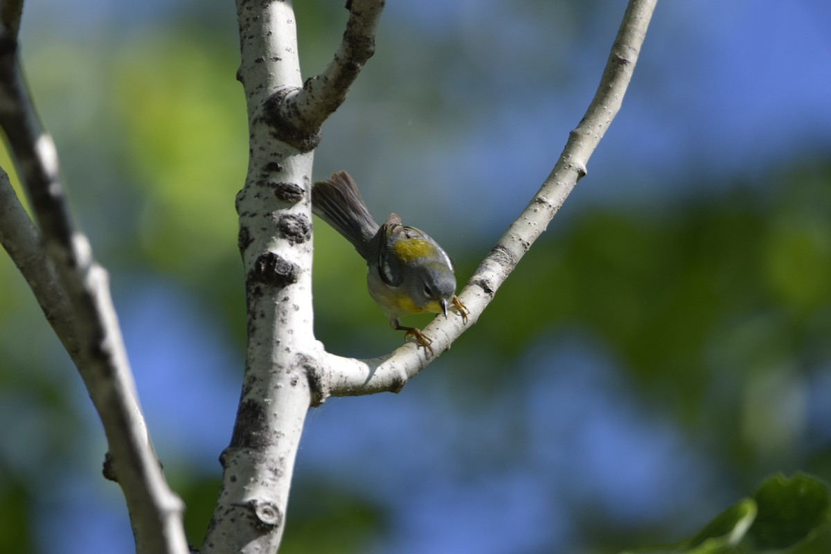 Northern Parula - Myles Quirion