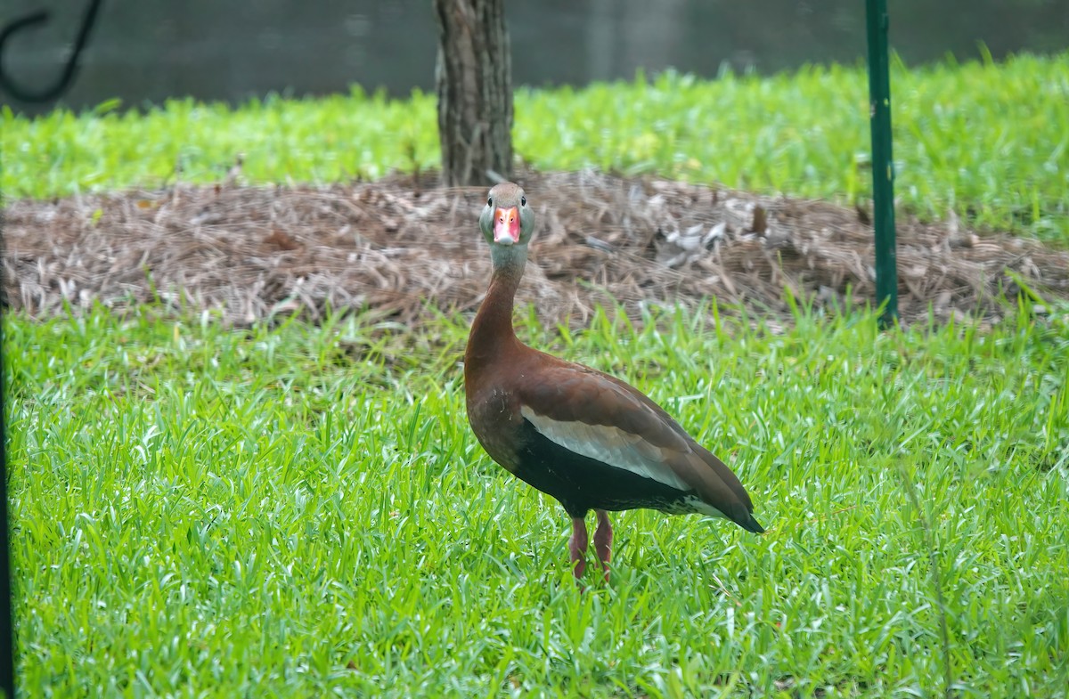 Black-bellied Whistling-Duck - Pam Vercellone-Smith