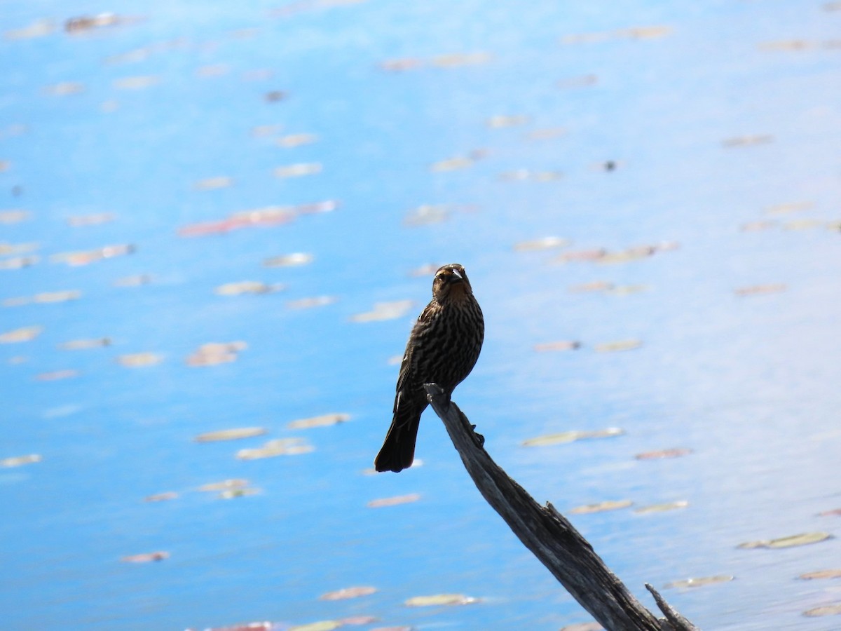 Red-winged Blackbird - Bethsheila Kent