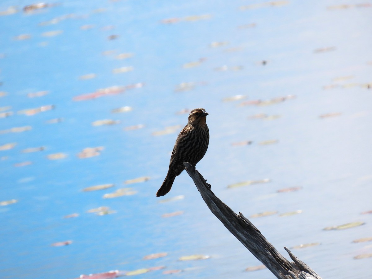 Red-winged Blackbird - Bethsheila Kent