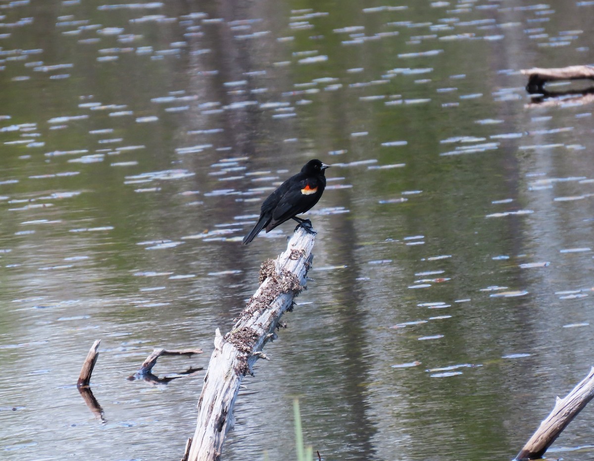 Red-winged Blackbird - Bethsheila Kent