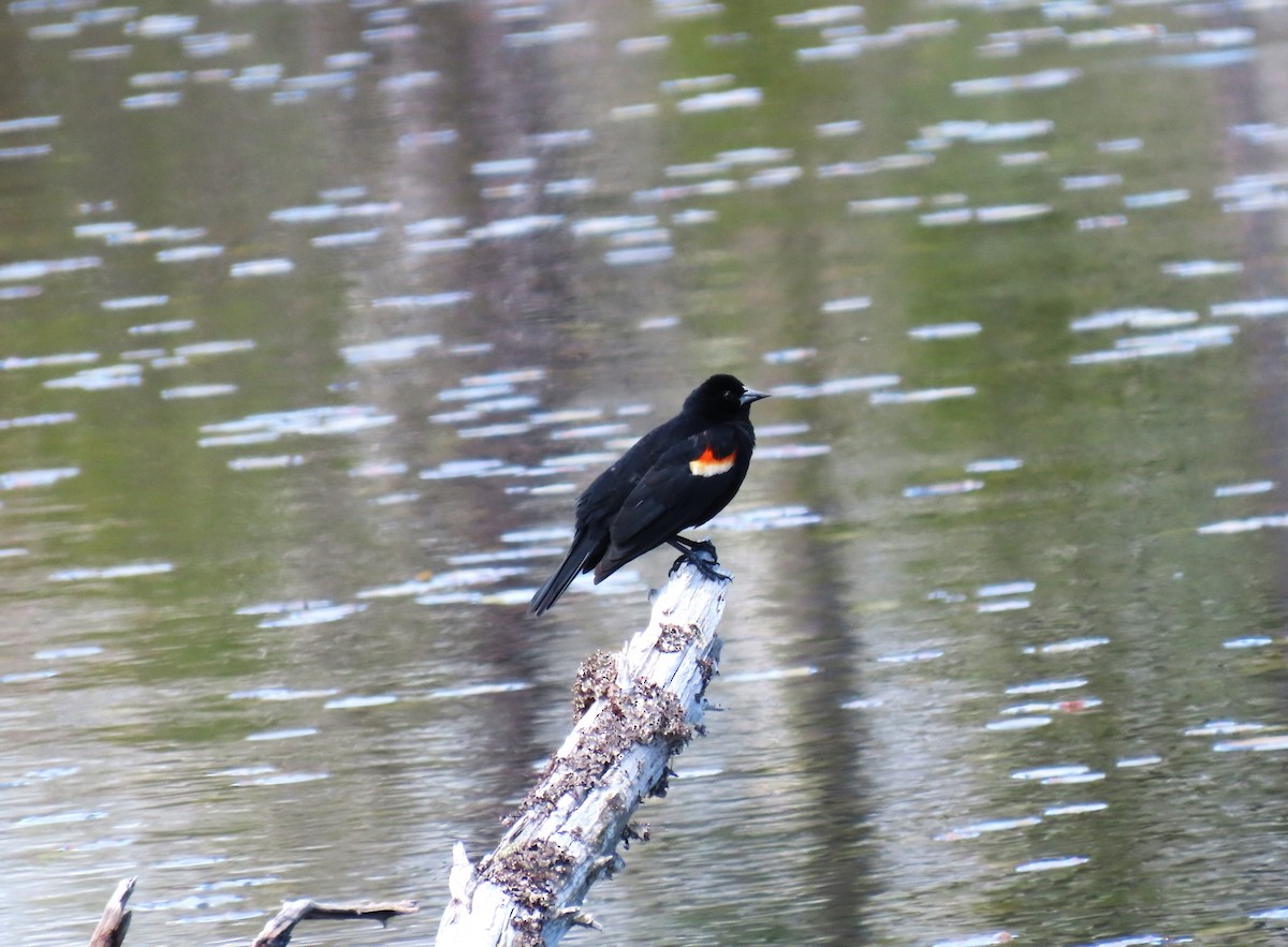 Red-winged Blackbird - Bethsheila Kent