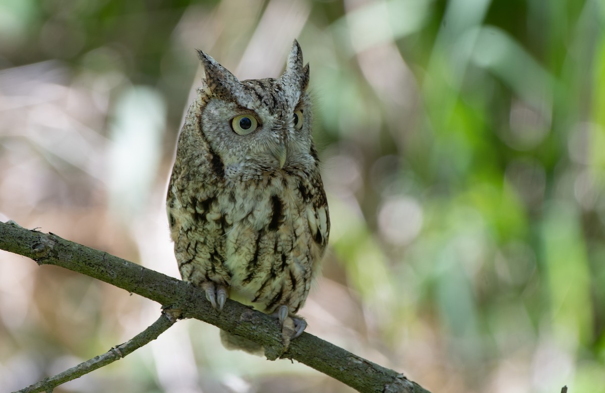 Eastern Screech-Owl - Mike Good