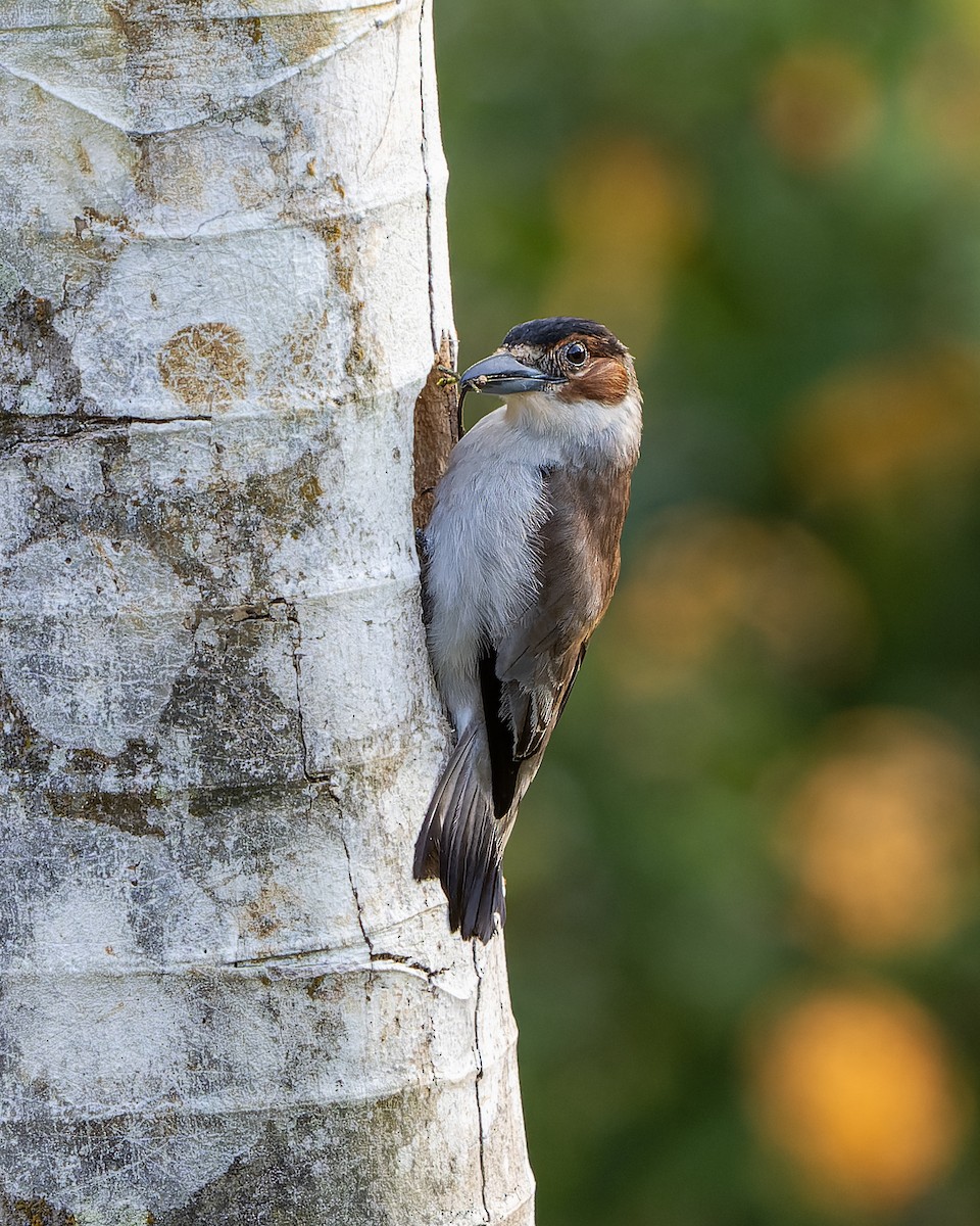 Black-crowned Tityra - Guillermo  Saborío Vega