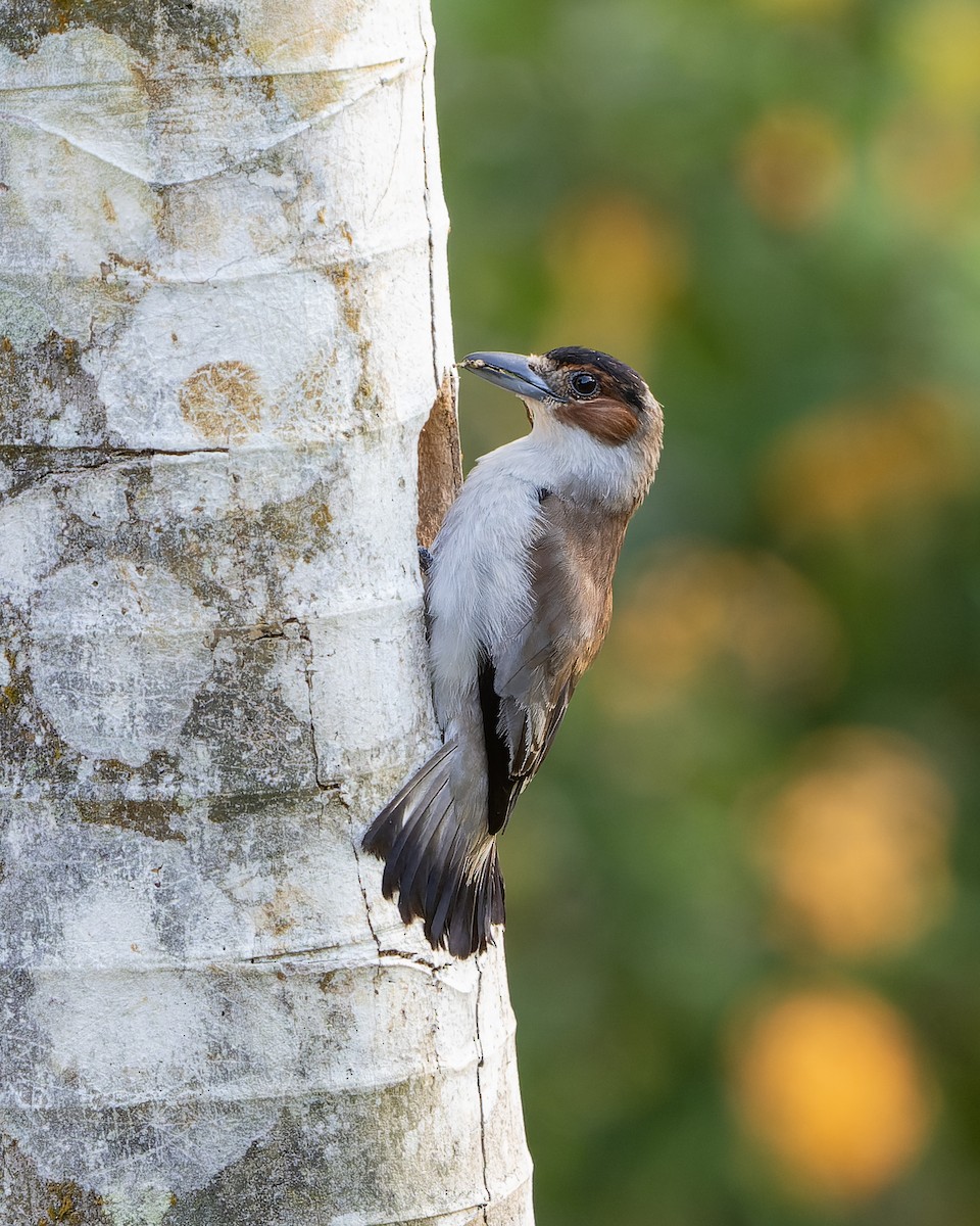 Black-crowned Tityra - Guillermo  Saborío Vega