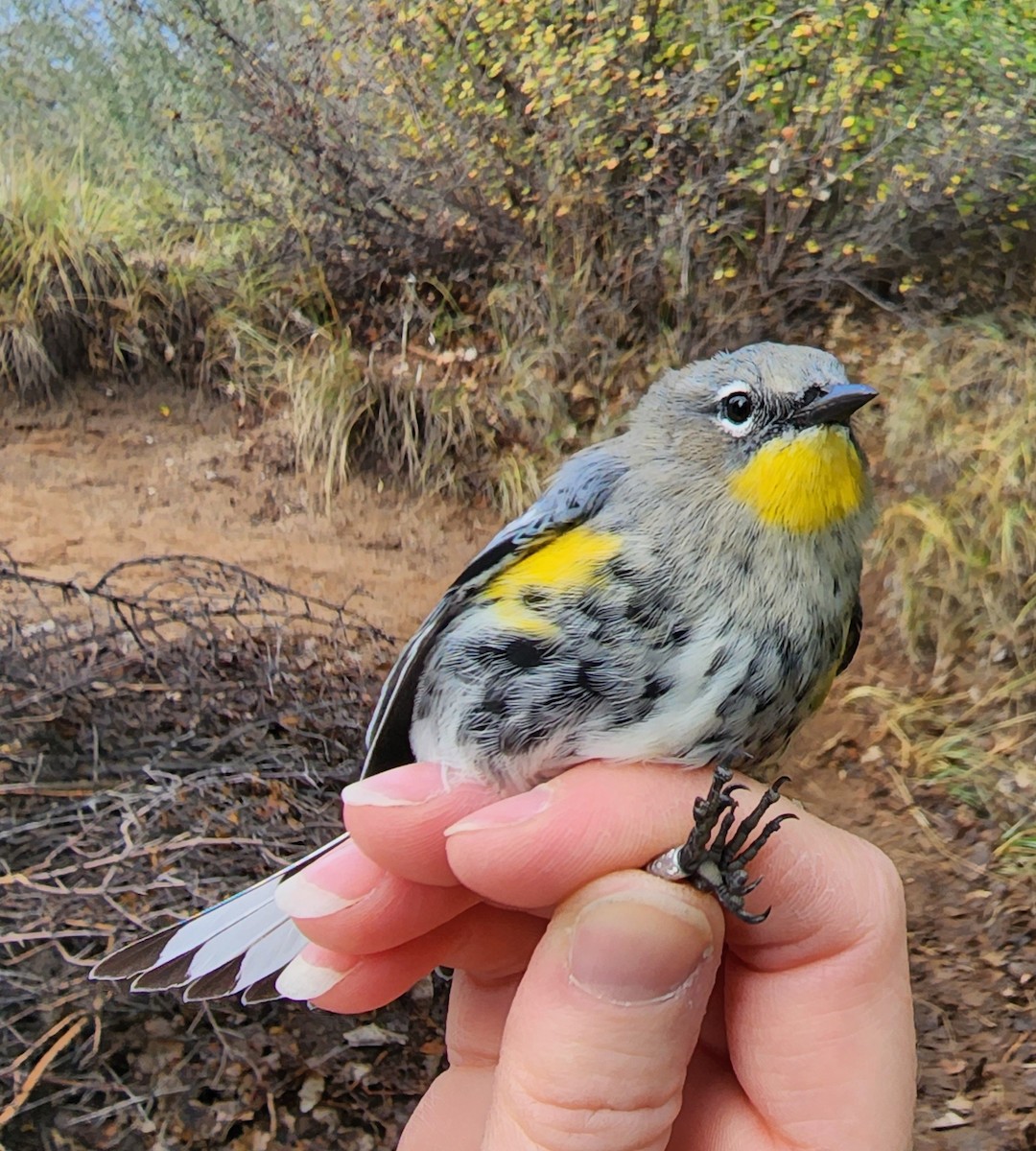 Yellow-rumped Warbler (Audubon's) - Nancy Cox