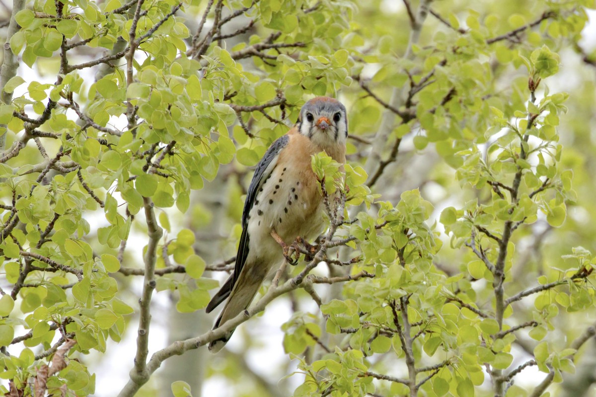 American Kestrel - Trevor Churchill