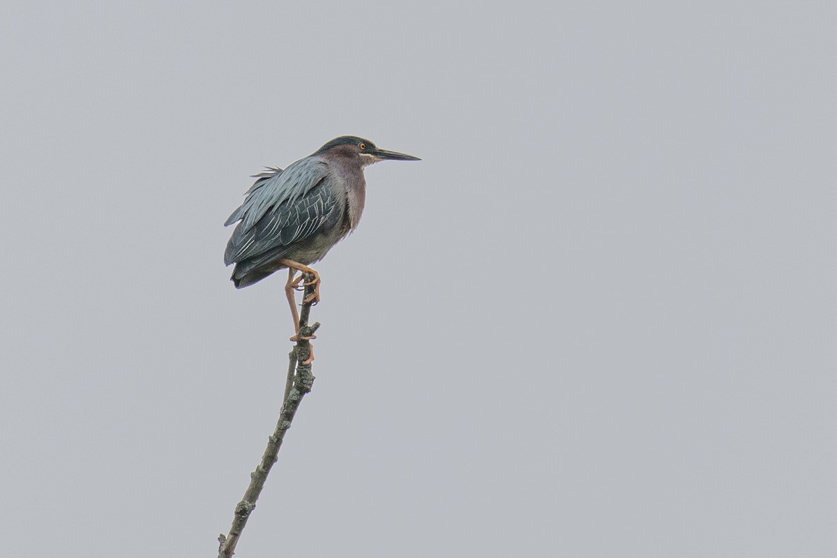 Green Heron - Christine Mason