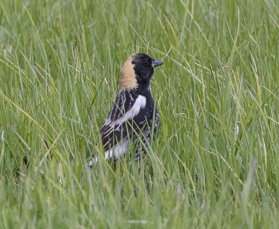 Bobolink - Caroline Lambert