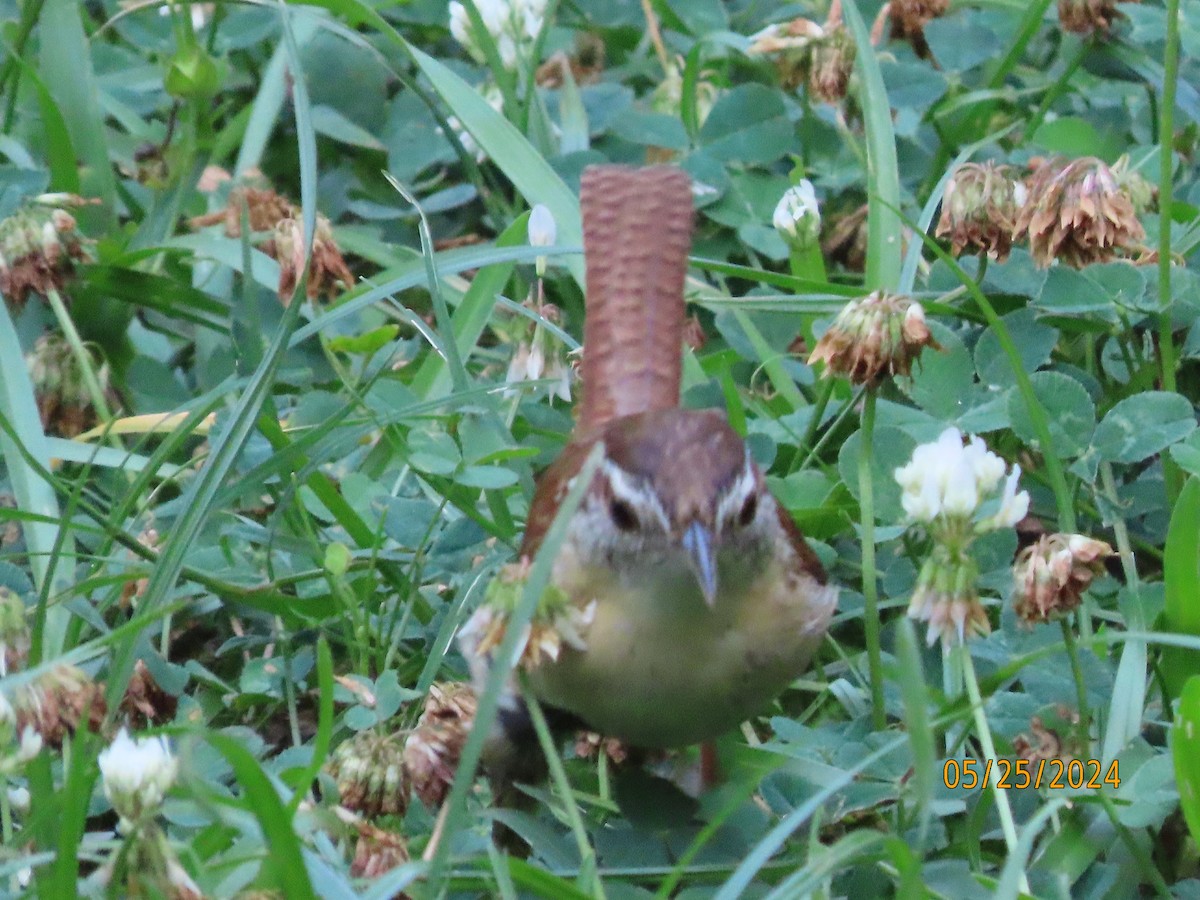 Carolina Wren - Susan Leake