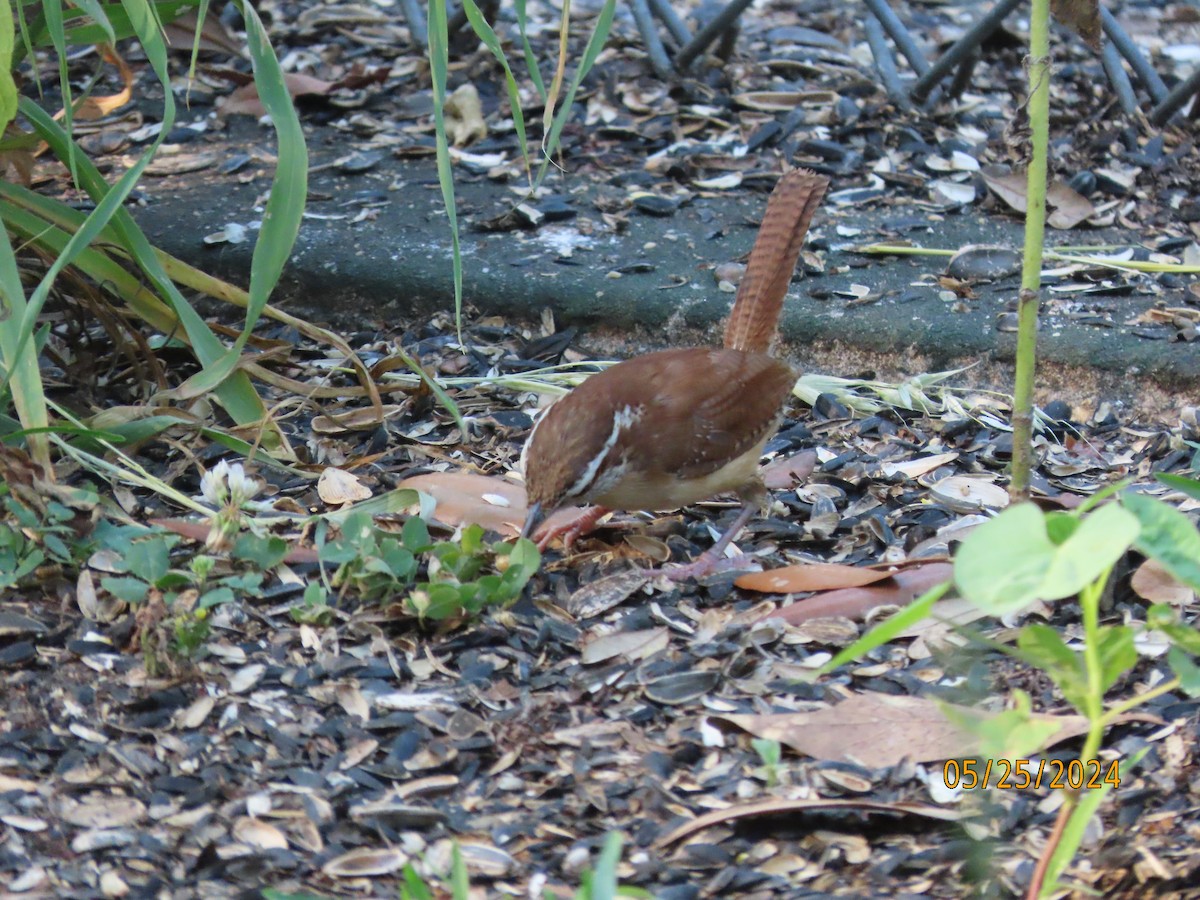 Carolina Wren - Susan Leake