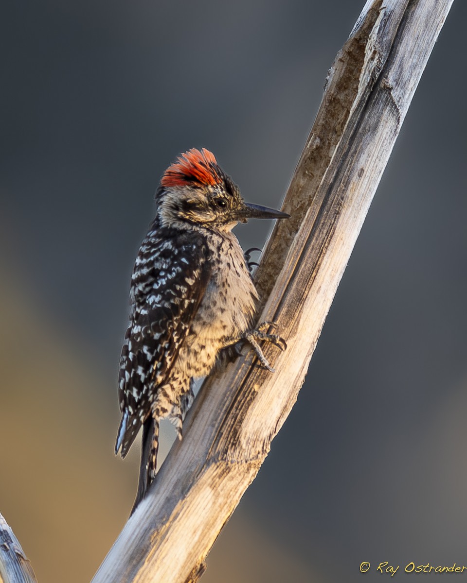 Ladder-backed Woodpecker - Ray Ostrander