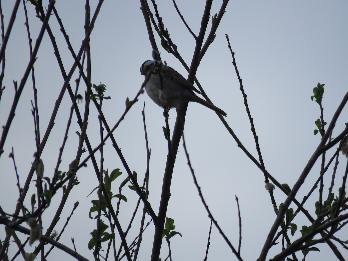 White-throated Sparrow - Sheila Hale