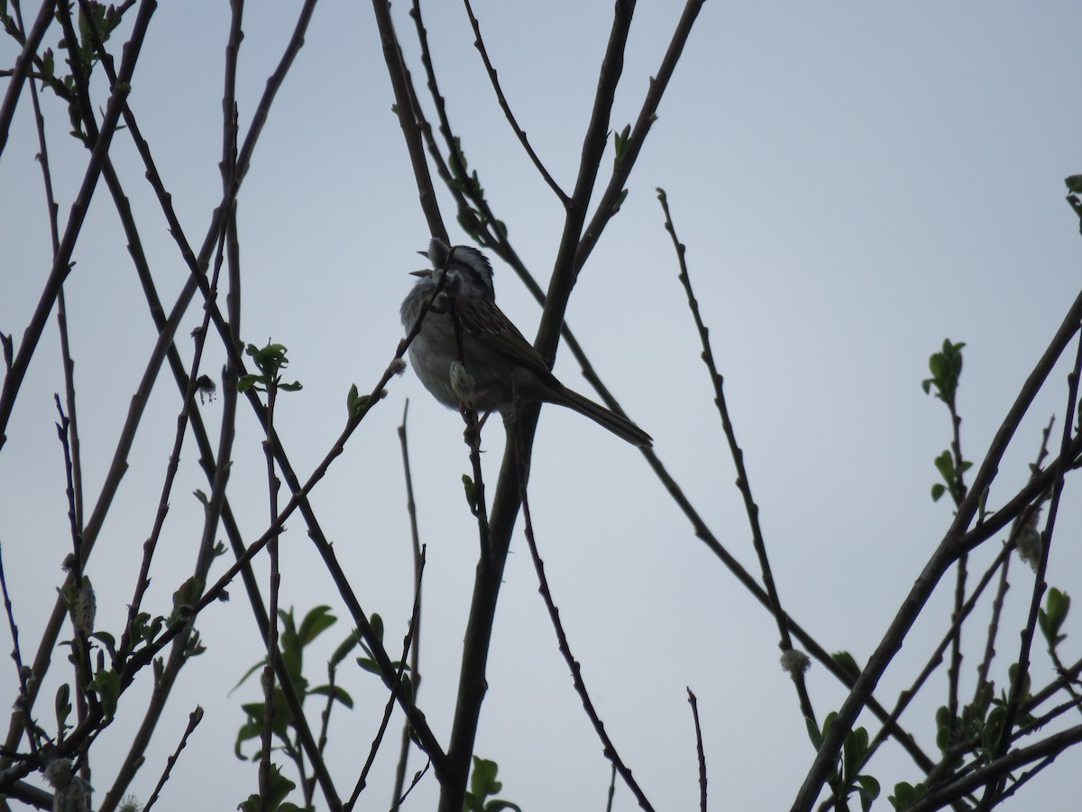 White-throated Sparrow - Sheila Hale