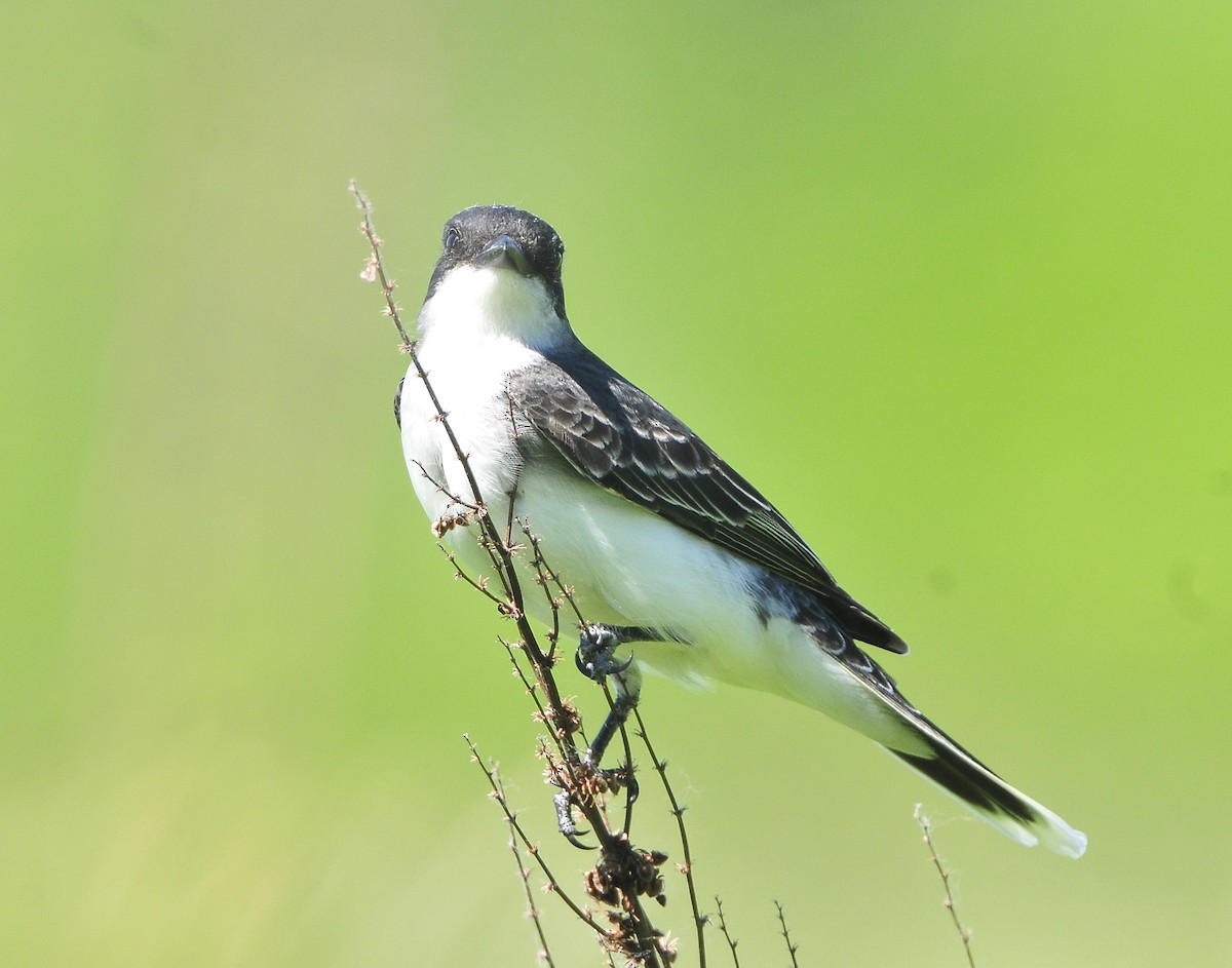 Eastern Kingbird - ML619598016