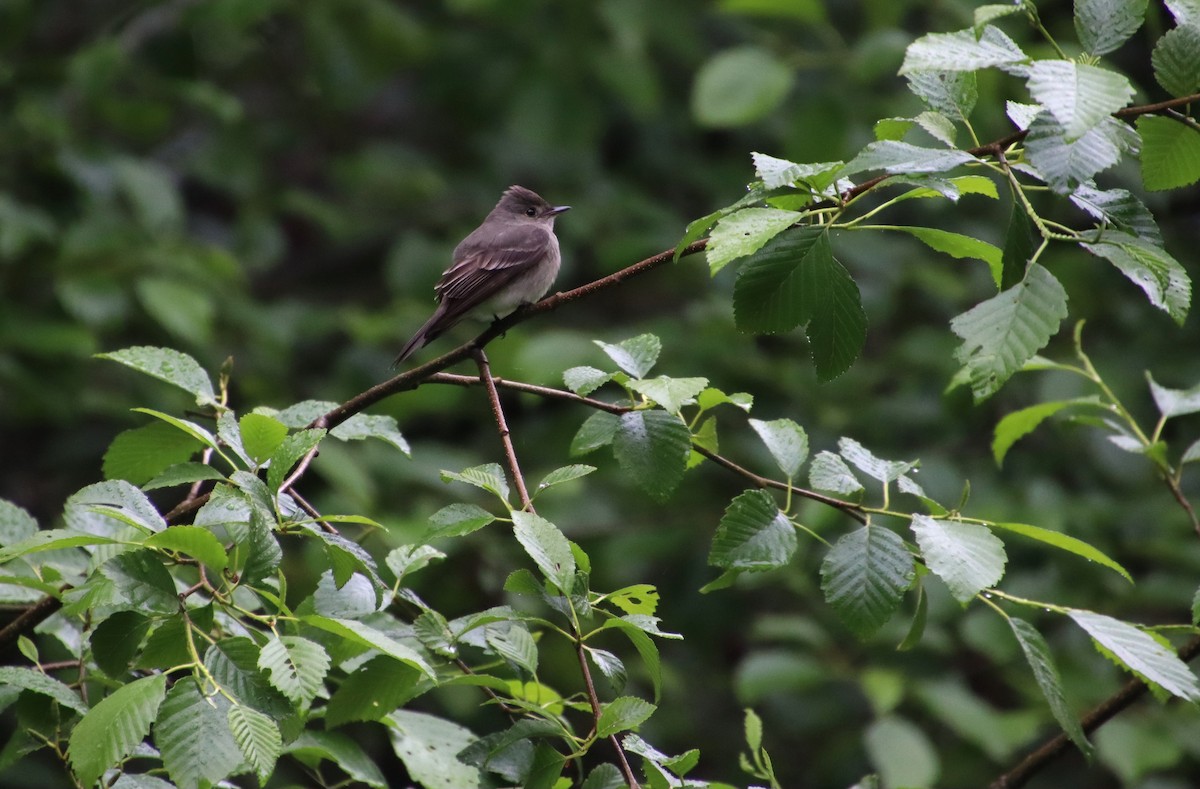 Willow Flycatcher - Dianne Murray