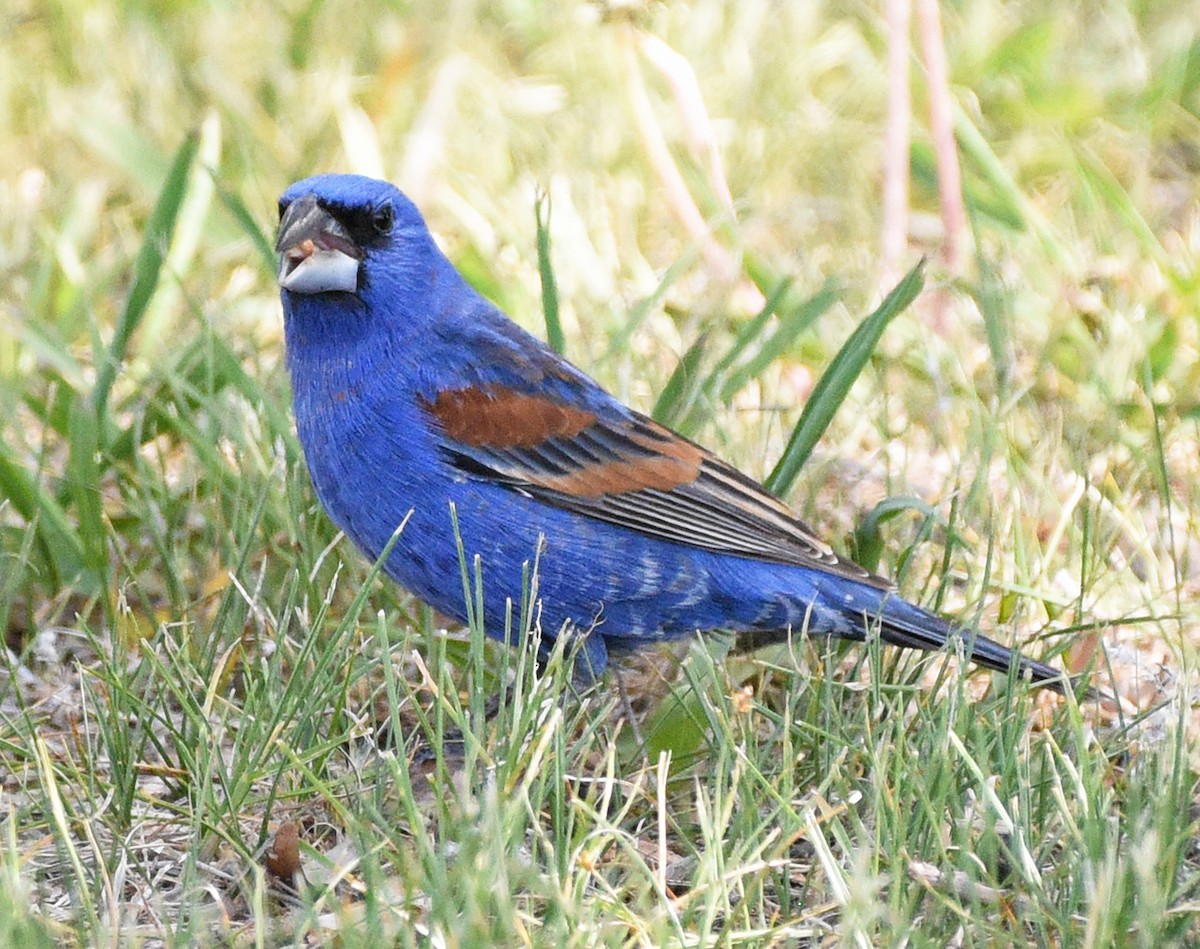 Blue Grosbeak - Steven Mlodinow