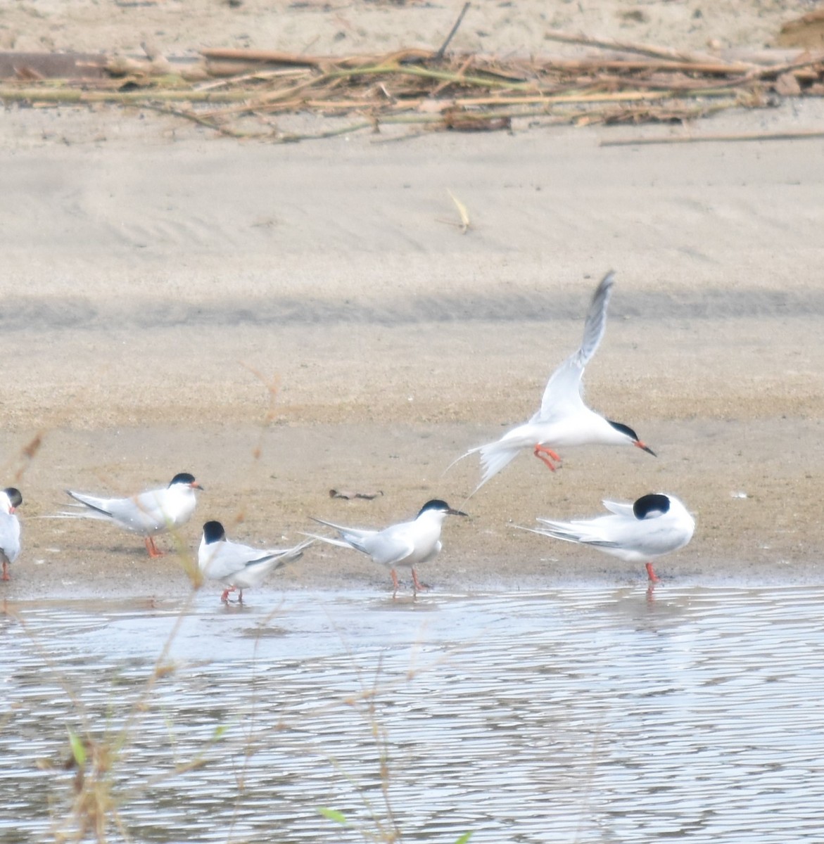 Roseate Tern - Bill Tweit