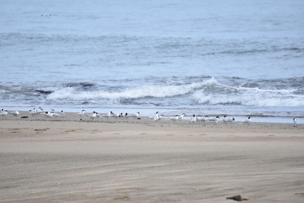 Roseate Tern - Bill Tweit