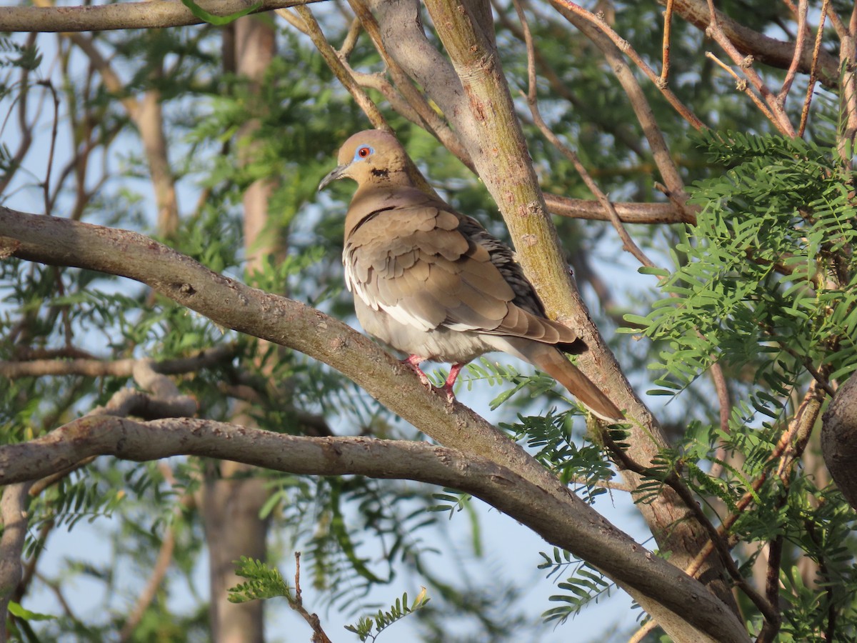 White-winged Dove - karen pinckard