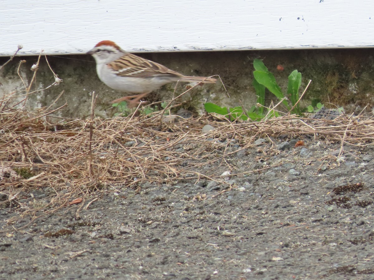 Chipping Sparrow - claude charest