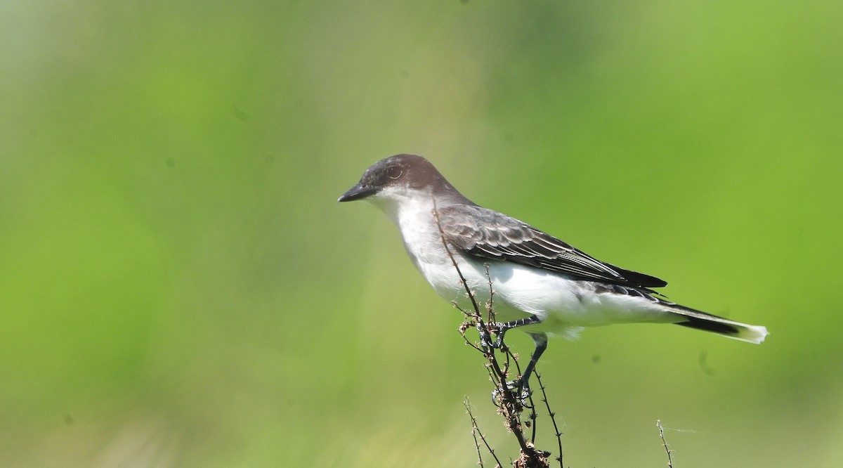 Eastern Kingbird - Kurt Hennige