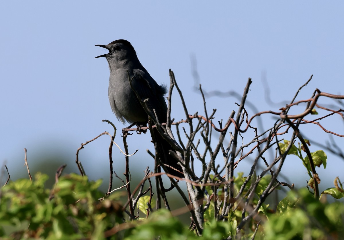 Gray Catbird - Lisa Goodwin