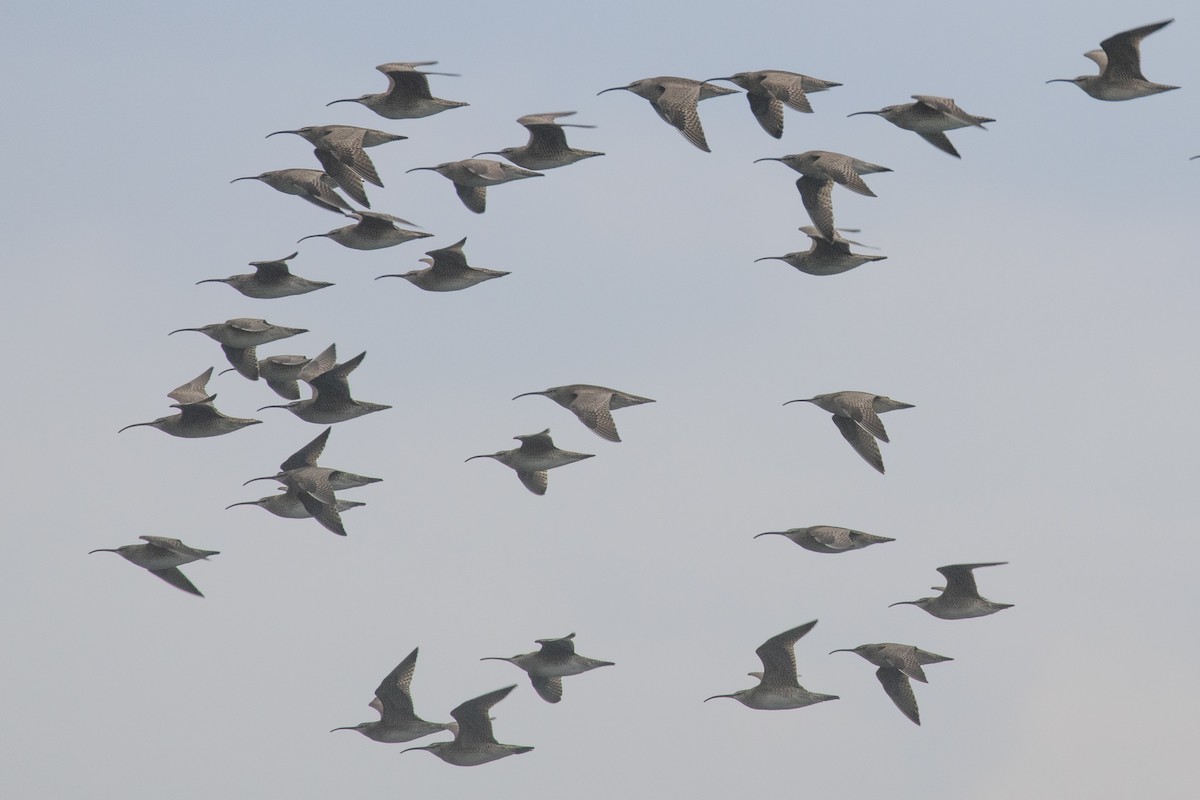 Whimbrel - Christine Mason