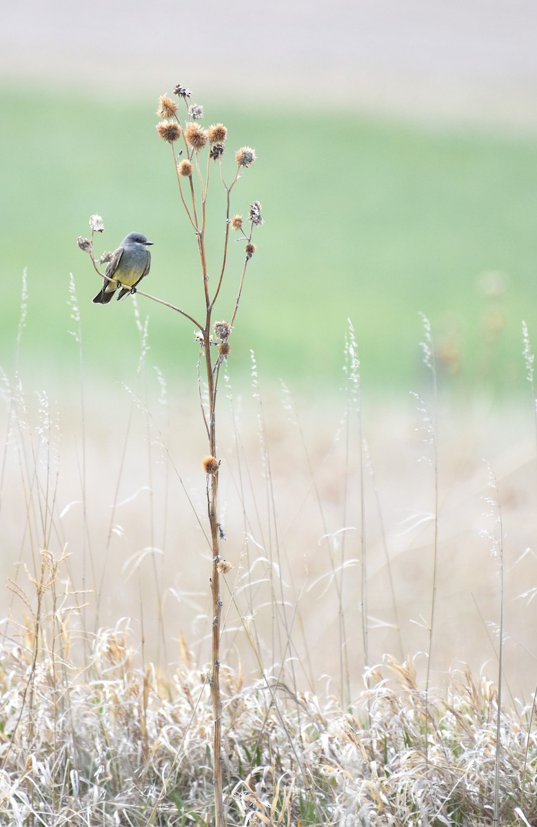 Cassin's Kingbird - Steven Mlodinow