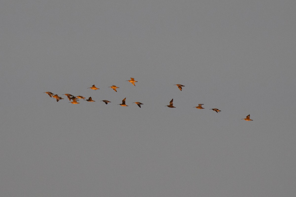 Whimbrel - Christine Mason