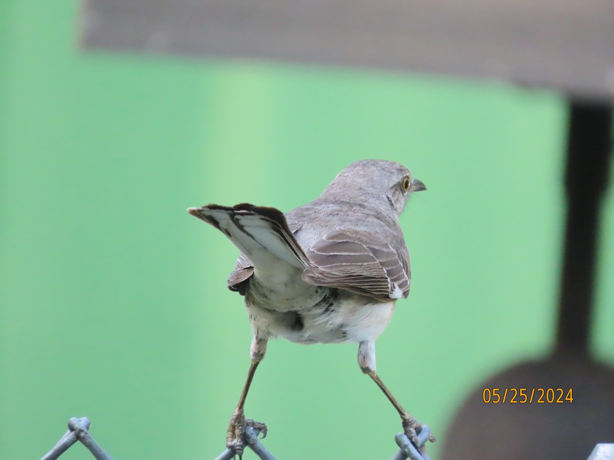 Northern Mockingbird - Susan Leake