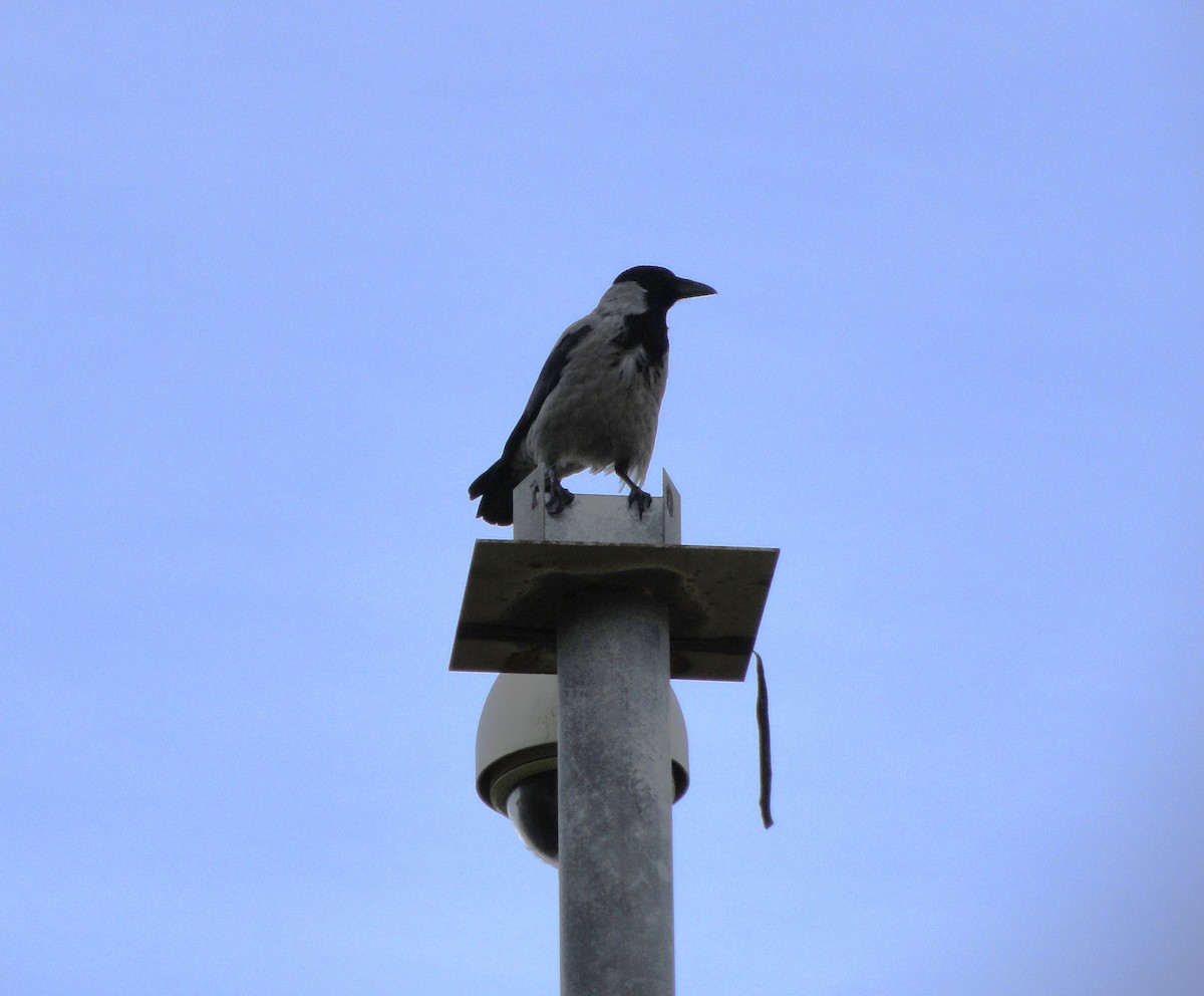 Hooded Crow - Angela Kenny