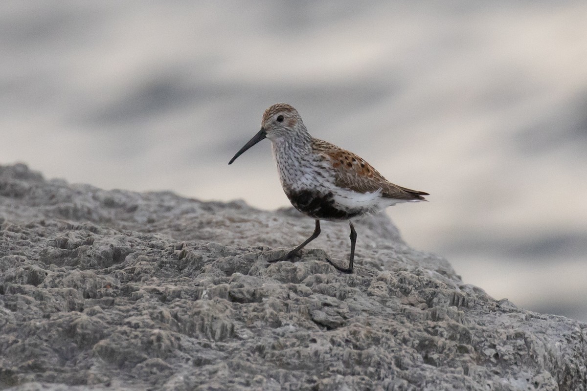 Dunlin - Christine Mason